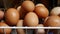 The content of omega 3 in chicken eggs