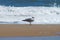 Content Seagull Resting Along the Outer Banks Coastline.