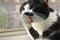 A contented black and white cat licks its paw while sitting on an open window next to a mosquito net. Close-up. Selective focusing