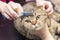 Contented cat in the pet salon. Grooming cats in a pet beauty salon.