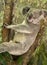 Contented, Cute Koala