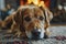 A contented dog peacefully lies on the soft carpet near a warmly crackling fireplace in the cozy living room