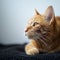 Contented feline orange cat lying down, focused on copy space