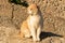 A contented feline perched on the earth, soaking up the sun\\\'s warmth and enjoying the serenity