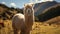 A Contented Fluffy Alpaca Amidst the Serene Rural Meadow