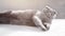 A contented funny British cat lies on a white table on a gray background with his tongue hanging out. Cat for advertising feed.