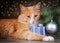 Contented ginger cat lying under Christmas tree holding a gift