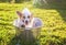 Contented ginger Corgi dog puppy with big ears sits in a tub of water and bubble soap outside in a summer warm Sunny garden