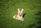 contented ginger Corgi dog puppy lies on a green meadow in pink Bunny ears with Easter egg basket in Sunny garden