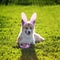 Contented ginger Corgi dog puppy lies on a green meadow in pink Bunny ears with Easter egg basket in Sunny garden