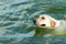 A contented happy dog swims in the water in the summer during the intense heat. Relaxing on the beach with your favorite pet. A