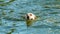 A contented happy dog swims in the water in the summer during the intense heat. Relaxing on the beach with your favorite pet. A