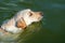 A contented happy dog swims in the water in the summer during the intense heat. Relaxing on the beach with your favorite pet. A