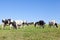 Contented herd of black and white Holstein dairy cows grazing in