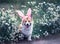 Contented puppy dog red Corgi in festive Easter pink rabbit ears sits on meadow surrounded by white chamomile flowers on a Sunny