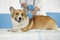 contented puppy of a red dog Corgi at a vaccination injection at the reception of a veterinarian