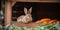 A contented rabbit munching on a carrot in its hutch in the backyard, concept of Fulfillment, created with Generative AI