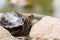 A contented red-eared turtle basks in the sun