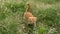 A contented red-haired domestic kitten rubs against the grass. Young cat, pet. Scottish fold