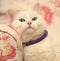 Contented white cat in a collar