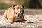 Continental Bulldog dog is lying in the forest in front of blurred background