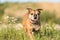 Continental Bulldog. Dog is standing in a blooming beautiful colorful meadow