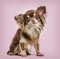 Continental Toy Spaniel against pink background