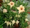 Continuous blooming Stapelia grandiflora