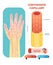 Continuous capillary anatomical vector illustration cross section. Circulatory system blood vessel diagram scheme.