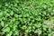 A continuous carpet of young green nettles in the woods or in the meadow.