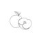 Continuous line apple and sliced apple.  Vector illustration.