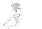 Continuous line drawing of a hand holding rose flower. Hand`s woman with a flower isolated on white background. Give a sign of