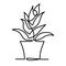 Continuous Line Drawing of Vector Aloe Vera logo icon for natural organic product package label. Isolated succulent one
