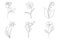 Continuous line flower set. One line drawing of different flowers. Hand-drawn minimalist illustration.