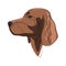 Continuous line Irish Setter. Single line minimal style Setter dog vector illustration. Portrait