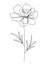 Continuous line marigold floral drawing Tagetes Daisy family