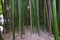 Continuous thickets of young green bamboo with a carpet of fallen leaves on the ground