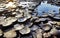 The continuous trickle of water over the hexagonal Basalt slabs of Giants Causeway