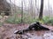 Contorted and Exposed Tree Roots in the Winter Rain