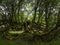 Contorted, mossy tree, probably willow, edge of Dartmoor. Belstone, UK.