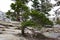 Contorted Tree - Yosemite