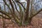 Contorted trees in the forest