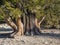 Contorted truck of bristlecone pine tree