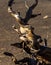 Contorted truck of bristlecone pine tree