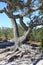 Contorted Twisted Limbs of a Live Oak on a Barrier Island