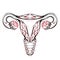 Contour anatomical sketch of the uterus. Healthy female body. Woman power. Uterus with tube and ovaries.