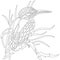 Contour bird Kingfisher sitting in the reeds anti-stress coloring drawn by various lines in a flat style. Sketch for tattoo