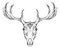 Contour illustration of a deer skull with antlers