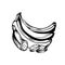 Contour ink sketch of bunch of juicy tropical bananas with banana slice on a white background. Vector outline fruits