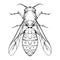 Contour sketch of a wasp with a top view on a white background. Flying insect. Vector outline object